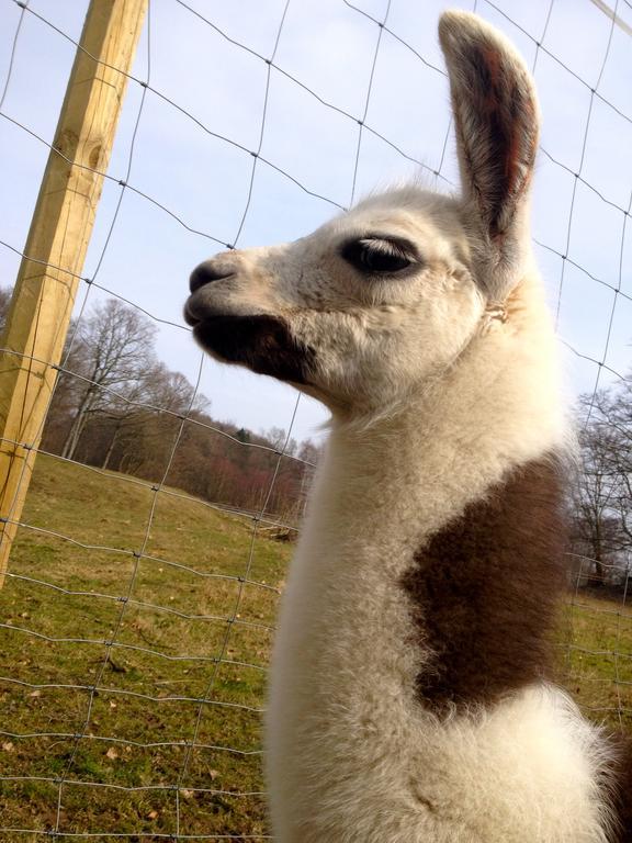 Farm Stay Happy Dogs Ranch Veberöd Exteriör bild