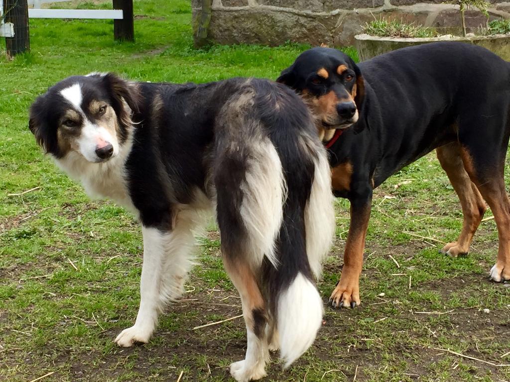 Farm Stay Happy Dogs Ranch Veberöd Exteriör bild